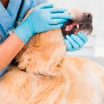 How does periodontal disease develop in dogs?