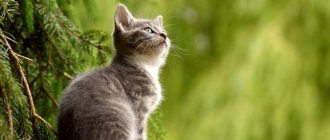 How to protect your kitten from diseases