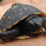 how to care for a pet turtle