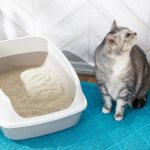 How to arrange a toilet to train a cat to use the litter box