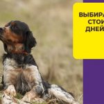 Как выбрать щенка русского спаниеля и правильно за ним ухаживать