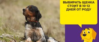 Как выбрать щенка русского спаниеля и правильно за ним ухаживать
