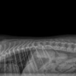как выглядит спондилез на рентгене собаки