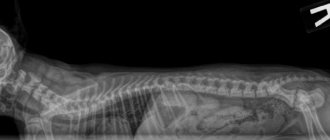 What does spondylosis look like on a dog x-ray?