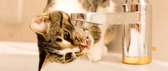 Как заставить кошку пить воду: сколько воды пить кошке?