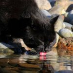 Как заставить кота пить воду: какую воду давать питомцу, выбор миски и места для водопоя, а также несколько хитростей, усиливающих привлекательность воды для кошки