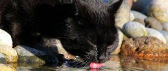 How to get a cat to drink water: what kind of water to give your pet, choosing a bowl and place for watering, as well as a few tricks that increase the attractiveness of water for a cat