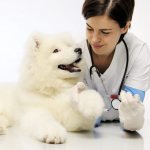 What types of blood tests are there in dogs?