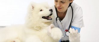Какие бывают виды анализов крови у собак