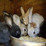 Каким зерном кормить кроликов