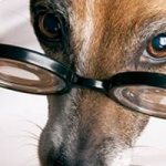 Какими должны быть глаза здоровой собаки: признаки заболеваний