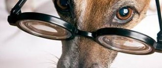 What should a healthy dog&#39;s eyes look like: signs of disease