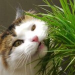 What grass do cats eat and why?