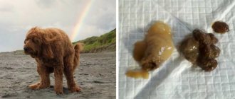 Dog feces with mucus