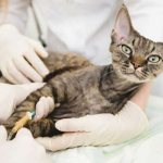 Calcivirus in cats