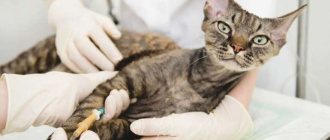 Calcivirus in cats
