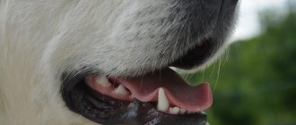 Кариес у собак: причины и методы лечения. Ветеринарные стоматологи