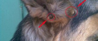 Ticks attached to a dog&#39;s ear