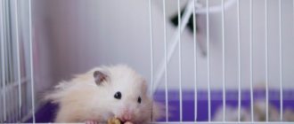 Djungarian hamster cage