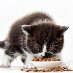 When do kittens start eating on their own?