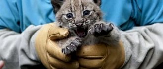 Lynx claws