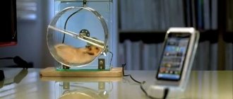Hamster wheel: types and how to choose (photo)