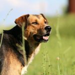 копрофагия у собаки-2