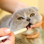 Корм для кошек и котов при запорах