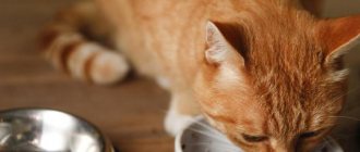 food for cats with kidney failure