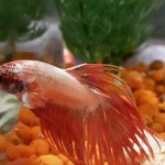 Food for betta fish: types, choice, daily dosage. Cockerel fish: care and maintenance 