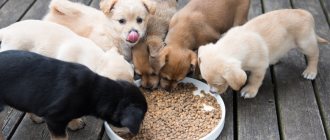 Feeding puppies dry food