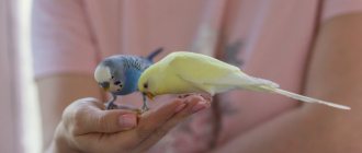 Кормление волнистых попугаев