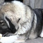 feeding an adult Caucasian Shepherd dog