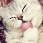 Кошачий язык под микроскопом. Язык кошек: строение и заболевания. Почему некоторые кошки любят высовывать язык