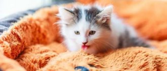 The cat is breathing with its tongue hanging out: reasons and what to do