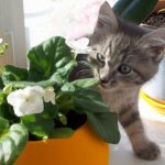cat eats houseplants