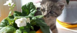 кошка ест комнатные растения