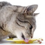 Cat eating food