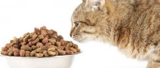 Cat eats dry food