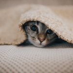 кошка под одеялом