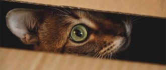 Кошка прячется в темные места — почему и что делать? - ZdavNews
