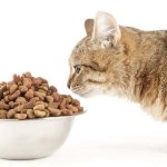 Cat at a bowl of food