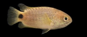 bony freshwater fish