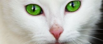 Кот. Глаза кошачьи