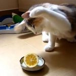 Кот и лимон