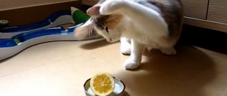 Cat and lemon