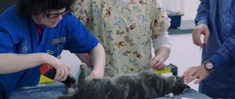 Cryptorchid cat: surgery