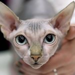 Кот сфинкс: происхождение породы и подвиды