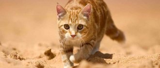 Kitten on the sand
