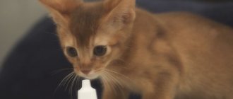 Kitten sniffs drops